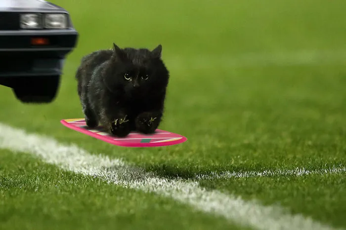 Cat To The Future