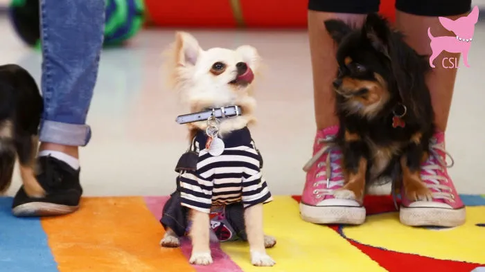 Cute Chihuahuas Dancing Happily