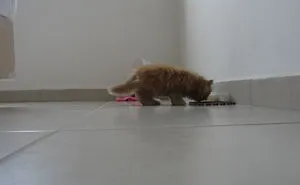 My Little Cat :)