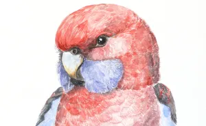 My Watercolour Art Is My Way To Contribute To Wildlife Conservation