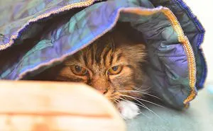 Spent Time At Bury Stray Cat Fund Photographing The Lovely Visitors