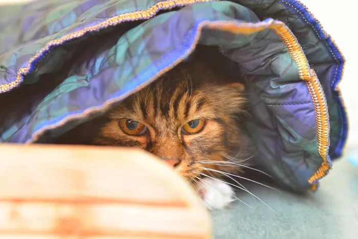 Spent Time At Bury Stray Cat Fund Photographing The Lovely Visitors