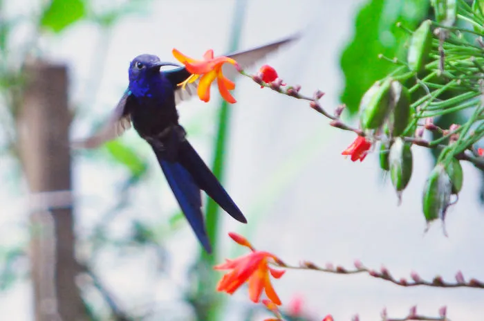 Sweet Flying Among The Flowers