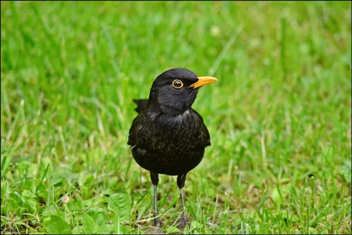 Blackbird