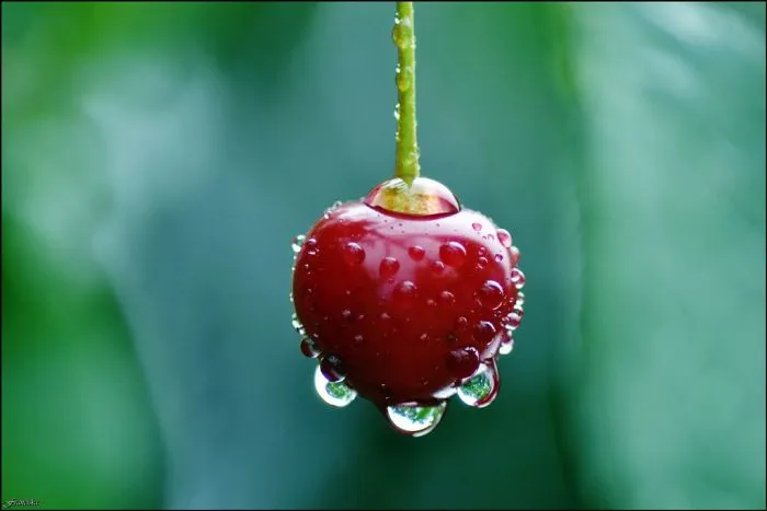 Cherry