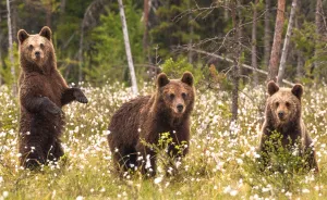 I Lived With 40 Bears For 3 Days To Capture These Images