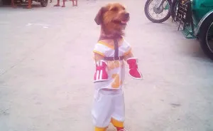Dog Who Takes Long Walks In His Hind Legs Eyes Guinness World Record