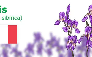 Digitally Hand-drawn European National Flowers Show You The Countries' Connection With Nature
