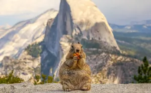 I Photographed The Squirrel And Mighty Half Dome