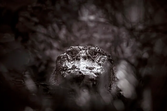 In The Hall Of The Swamp King And Other Tales From The Everglades