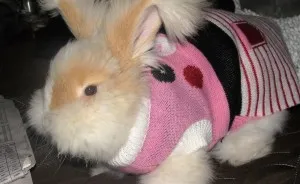 Friendly Angora Bunny Helps Its Kitty Siblings Stay In Shape