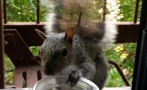 This Squirrel Showed Up On My Fire Escape And She Wasn't Alone
