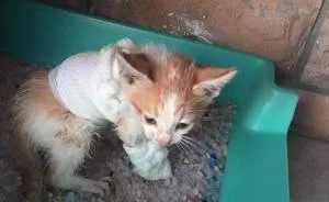 We Rescued A Kitty From A Factory