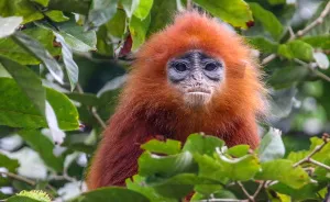 I've Been Exploring Borneo Rainforest And Here Are My Jungle Friends That Need Our Protection