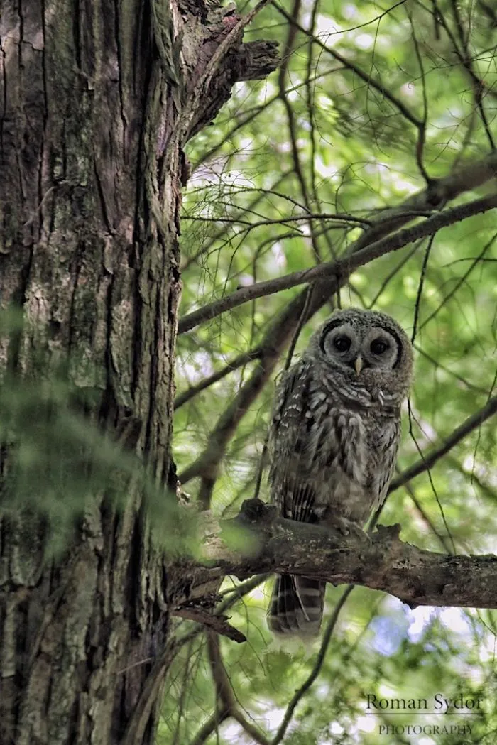 Baby Barred Owl
