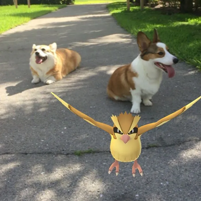 Corgis Playing Pokemon Go