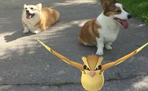 Corgis Playing Pokemon Go