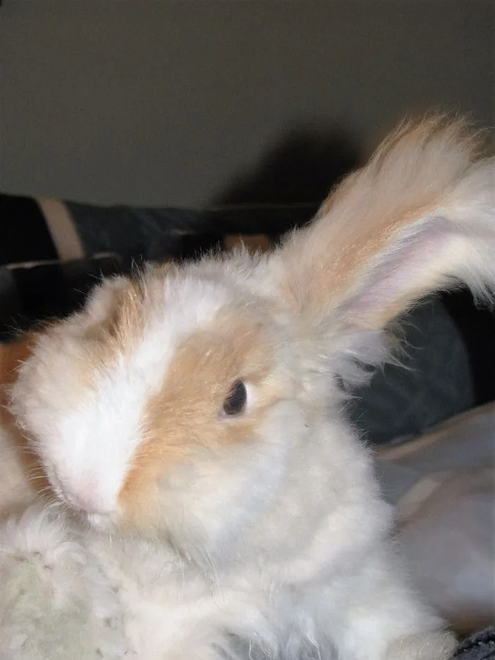 Look:  Just One Ear Up