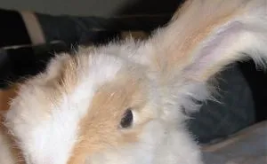 Look:  Just One Ear Up