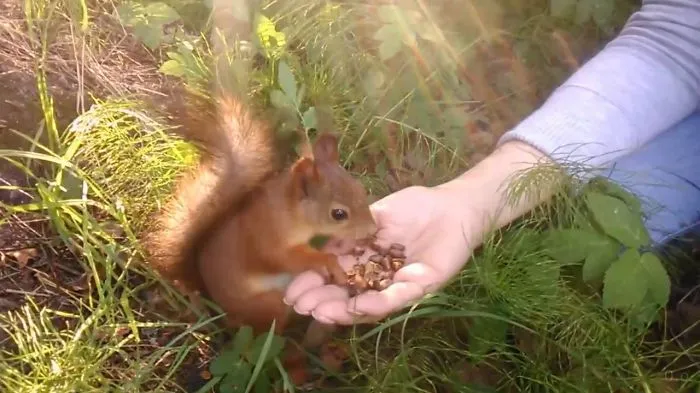 Beautiful Squirrel