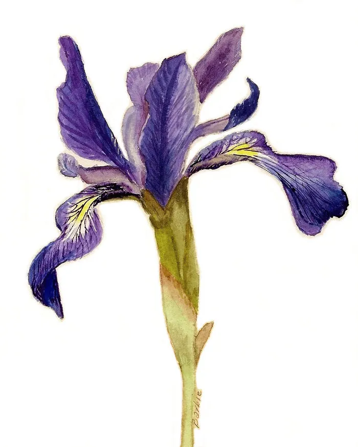 Iris