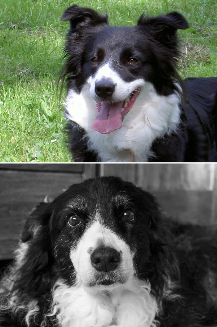 From The Day We Adopted Her To Her Final Hours.