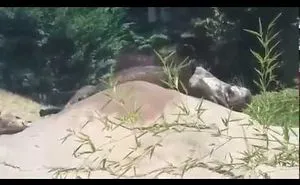 The Laziest Otter You've Ever Seen