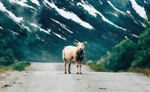 We Dedicated An Instagram Profile To The Newest Norwegian Tourism's Mascots - Sheep
