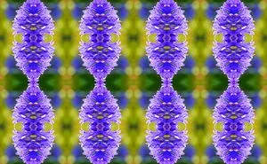 Turning Macro Photographs Into Intricate Patterns