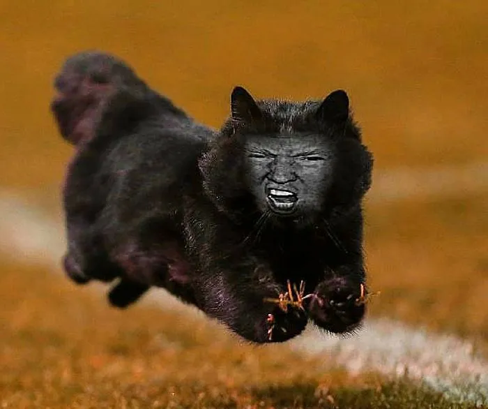 Trumpcat