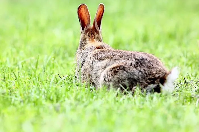 The Ears