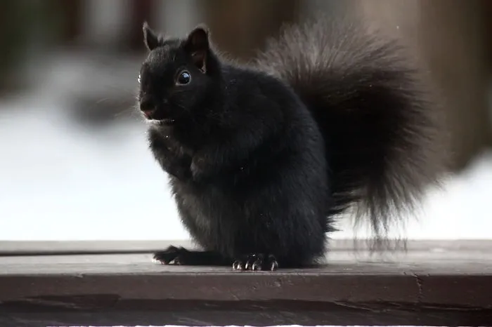 Squirrel