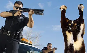 Photoshop The Real Reason Why This Cat Stands On Its Legs With Paws Up