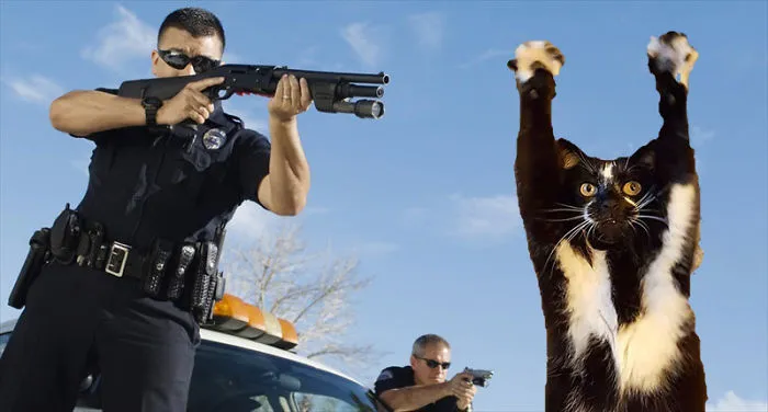 Cats' Lives Matter