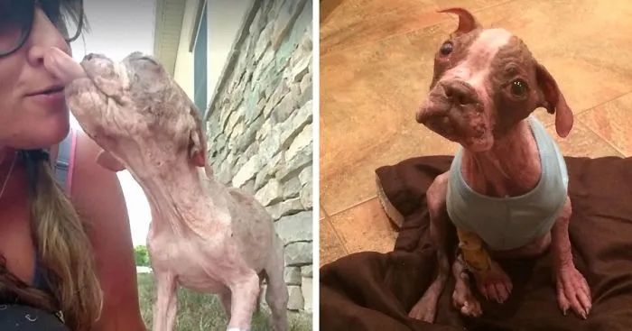 Abandoned Puppy Who Wasn't Supposed To Survive Gets Saved By A Miracle