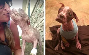 Abandoned Puppy Who Wasn't Supposed To Survive Gets Saved By A Miracle
