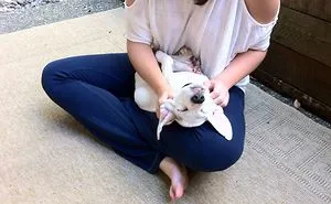 These 223 Dogs On Their First Day Of Adoption Will Make You Want To Adopt One Too