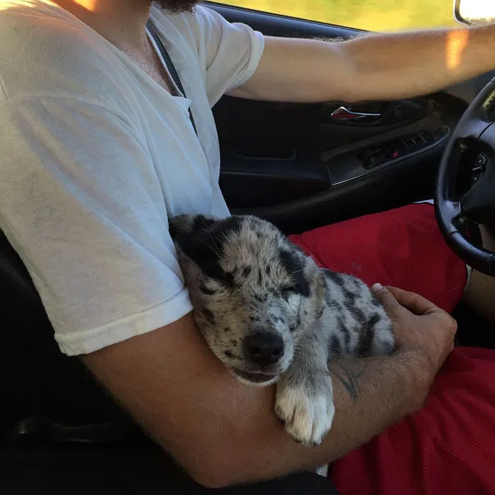 One Year Ago We Spontaneously Got This Little Nugget And It Was The Best Decision We Ever Made