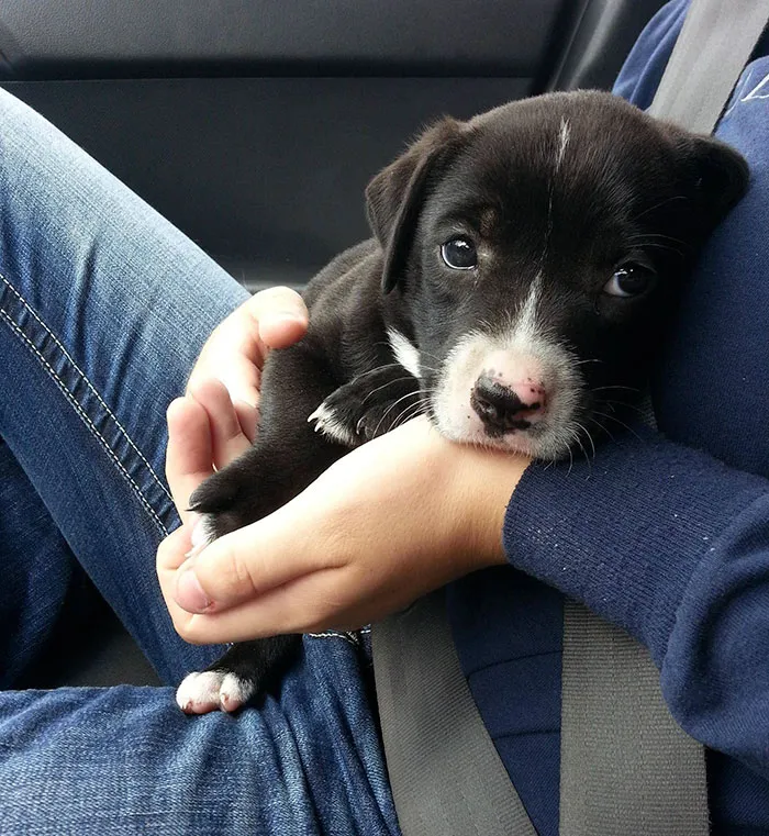 Girlfriend And I Rescued This Little Girl Today