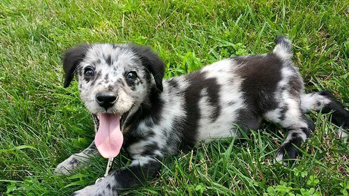My Wife And I Just Adopted Our First Dog