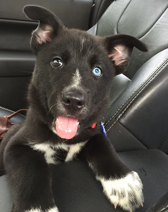 My Name Is Ripley And I Was Adopted Today