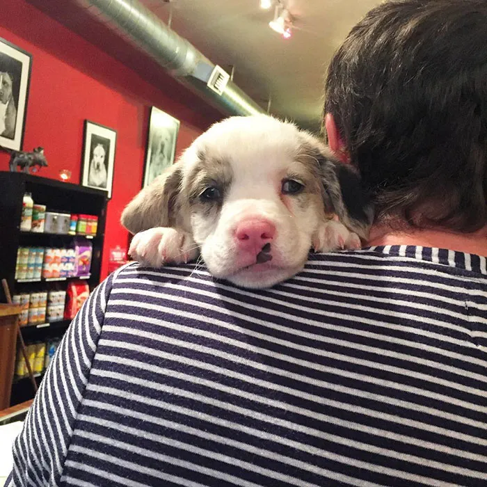 Adoption Day