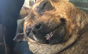 These 223 Dogs On Their First Day Of Adoption Will Make You Want To Adopt One Too