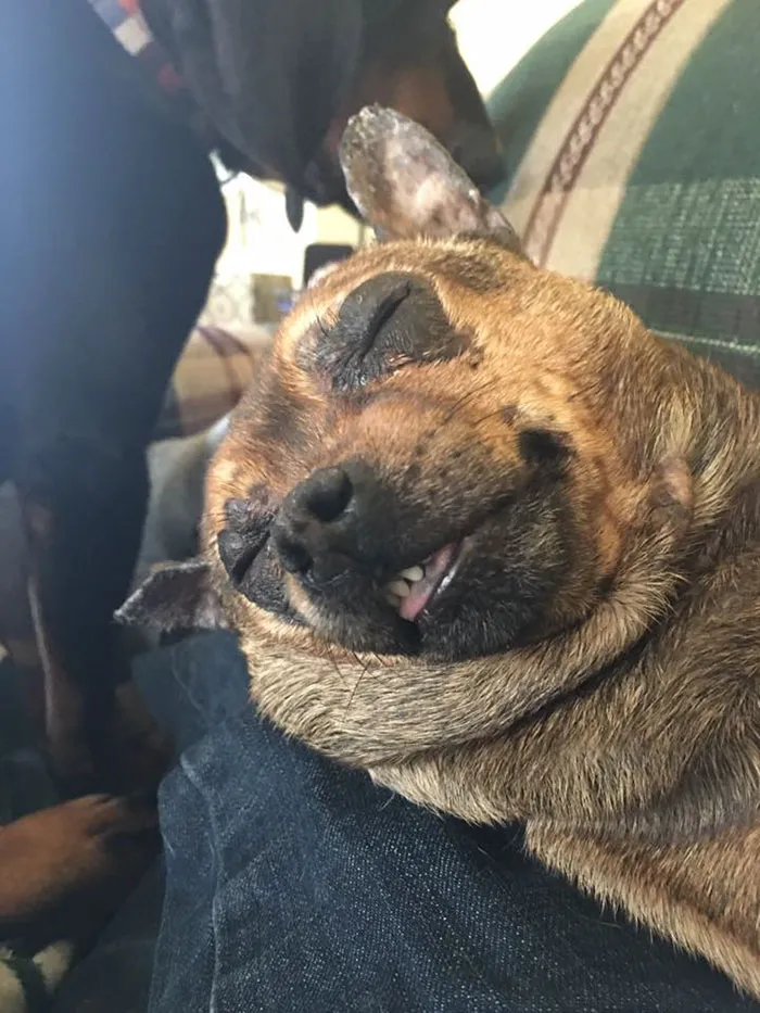 My Buddy Royal. Adopted And Returned Twice - No One Wanted Him. Best Buddies, We Are