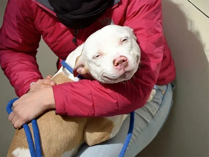 Smiling Pup On Adoption Day