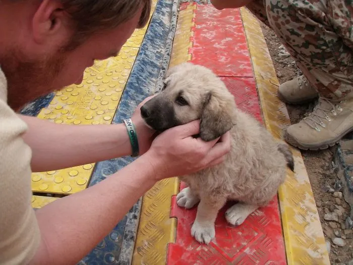 We Adopted This Dog During My Tour In Afghanistan