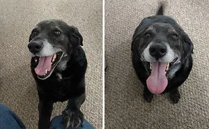 These 223 Dogs On Their First Day Of Adoption Will Make You Want To Adopt One Too