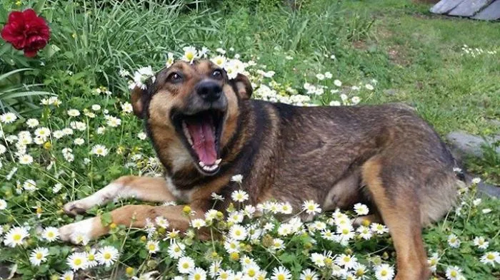 Recently Adopted This Dog From Bulgaria