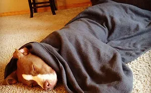 These 223 Dogs On Their First Day Of Adoption Will Make You Want To Adopt One Too