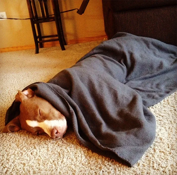Meet Patches. We Adopted Him From An Animal Shelter. This Was His First Day At His New Home